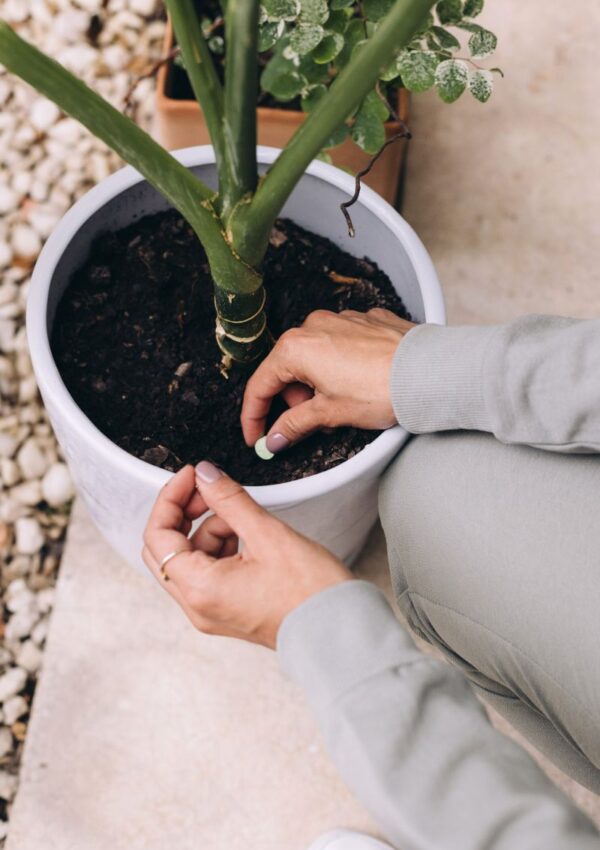 6 Things New Plant Owners Should Know